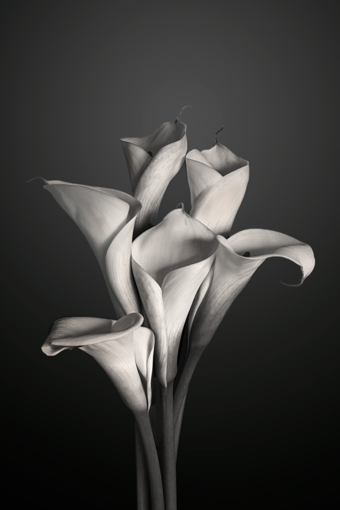 Bailarinas